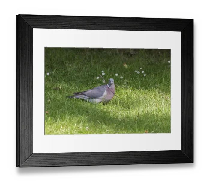 Framed Print : Wood Pigeon collecting nesting material Framed Print : Wood Pigeon collecting nesting material