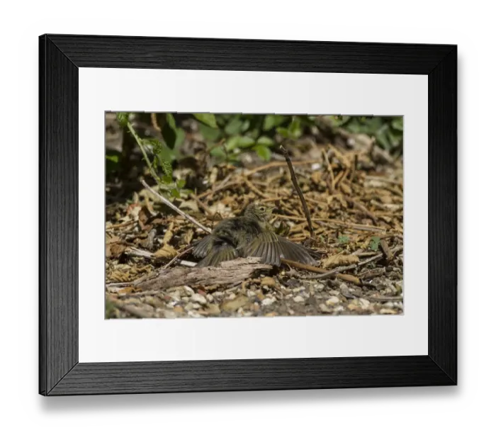 Framed Print : Chiffchaff sun bathing Framed Print : Chiffchaff sun bathing
