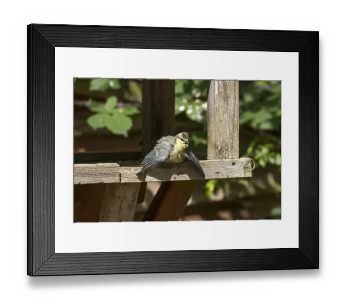 Framed Print : Juvenile Blue Tit sun bathing on a garden bird table Framed Print : Juvenile Blue Tit sun bathing on a garden bird table
