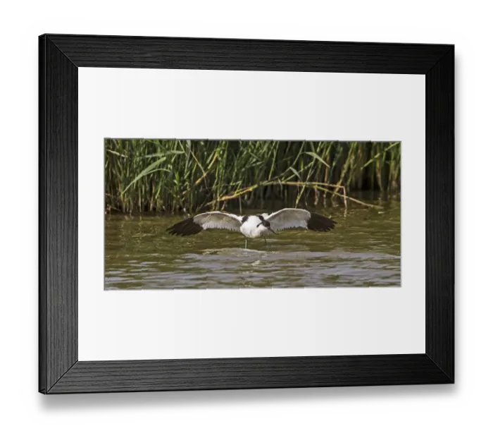 Framed Print : Avocet using distraction display to divert attention away from its young Framed Print : Avocet using distraction display to divert attention away from its young