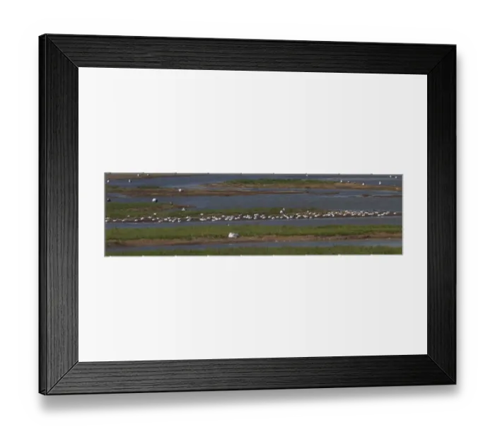 Framed Print : Resting Avocets on Havergate Island, Suffolk. - August