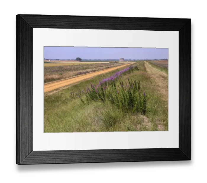 Framed Print : Looking along Suffolk coastal footpath over Rosebay Willowherb towards Martello Tower Z Framed Print : Looking along Suffolk coastal footpath over Rosebay Willowherb towards Martello Tower Z