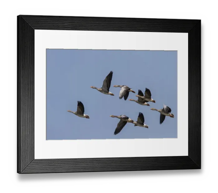 Framed Print : Flock of Greylag Geese flying - North Norfolk Summer Framed Print : Flock of Greylag Geese flying - North Norfolk Summer