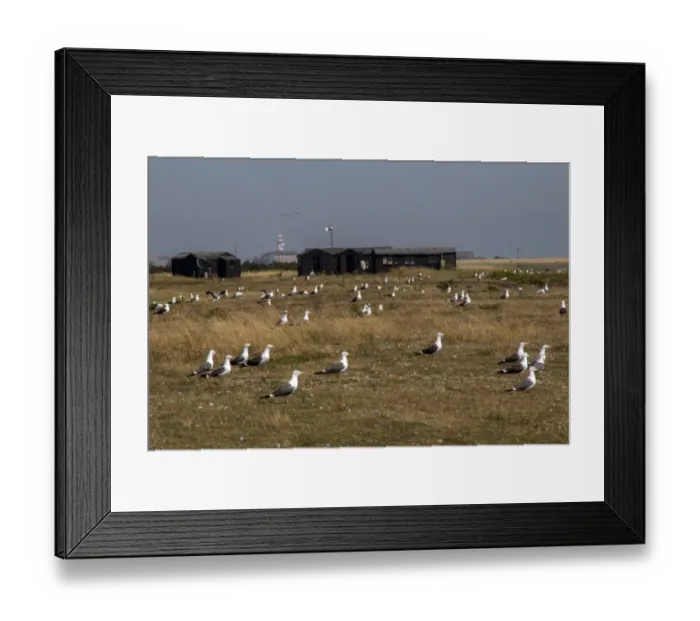 Framed Print : Nesting colony of Lesser Black backed Gulls on Havergate Island with Orford Ness light house in the distance Framed Print : Nesting colony of Lesser Black backed Gulls on Havergate Island with Orford Ness light house in the distance