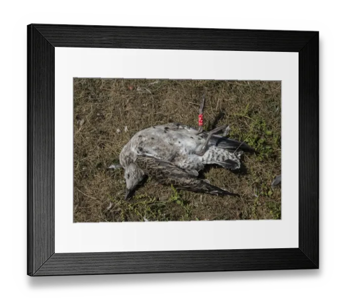 Framed Print : Dead juvenile Lesser Black blacked Gull with BTO metal ring and colour year ring