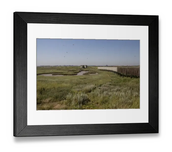 Framed Print : Doveys Hide on Havergate Island, Suffolk. Some Lr Black backed Gulls on screen which stops birds on the Marsh see Framed Print : Doveys Hide on Havergate Island, Suffolk. Some Lr Black backed Gulls on screen which stops birds on the Marsh see
