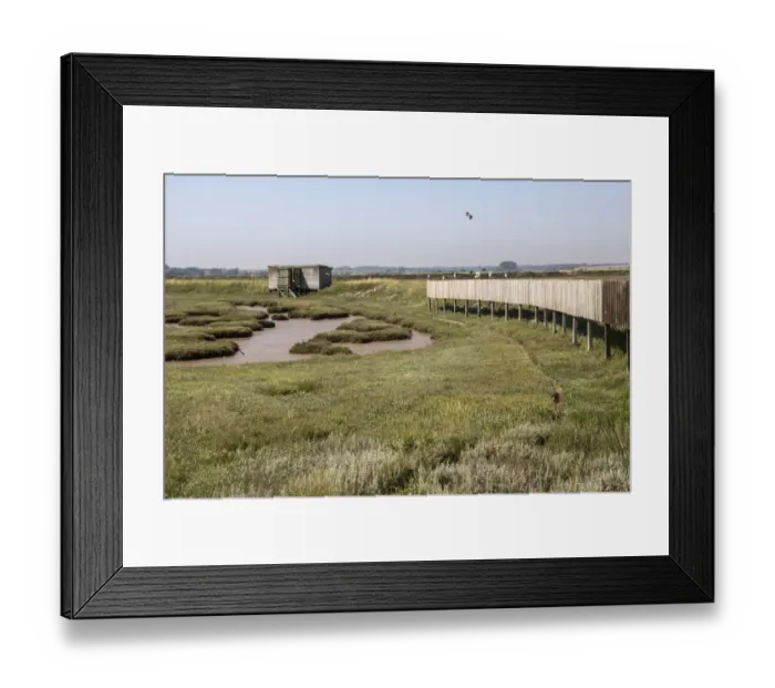 Framed Print : Doveys Hide on Havergate Island, Suffolk. Some Lr Black backed Gulls on screen which stops birds on the Marsh see Framed Print : Doveys Hide on Havergate Island, Suffolk. Some Lr Black backed Gulls on screen which stops birds on the Marsh see