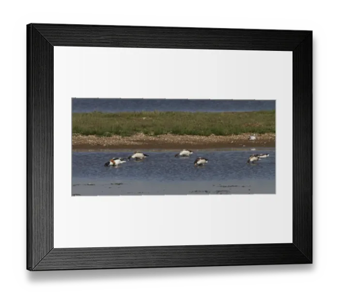 Framed Print : Family party of 5 juvenile and one adult Shelducks feeding on Havergate Island, Suffolk Framed Print : Family party of 5 juvenile and one adult Shelducks feeding on Havergate Island, Suffolk