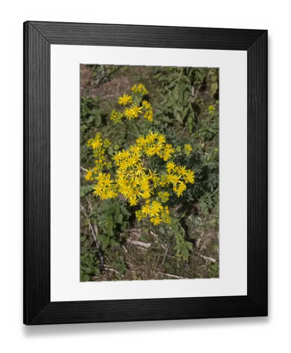 Framed Print : Common Ragwort flowers, Danger to horses Framed Print : Common Ragwort flowers, Danger to horses