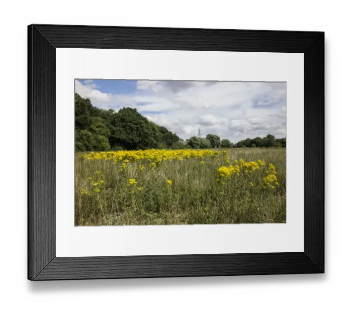 Framed Print : Common Ragwort growing in a meadow. Danger to horses Framed Print : Common Ragwort growing in a meadow. Danger to horses