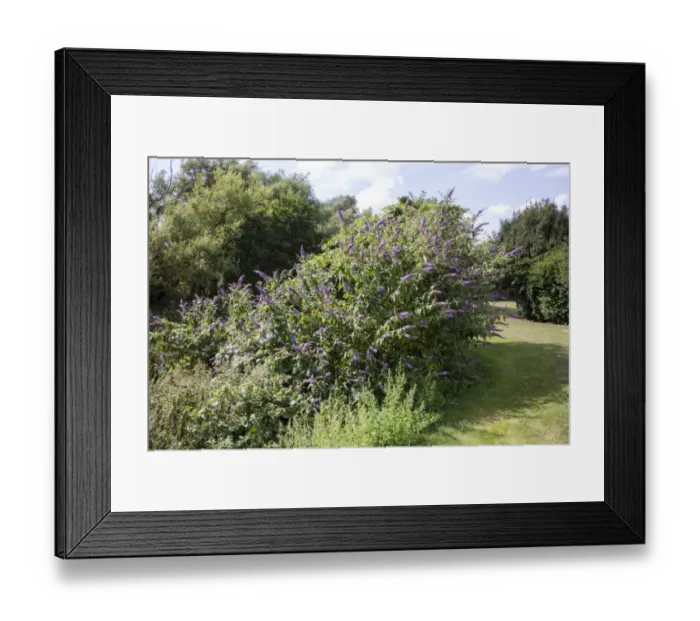 Framed Print : Buddleia tree in flower. some times called Butterfly Bush Framed Print : Buddleia tree in flower. some times called Butterfly Bush