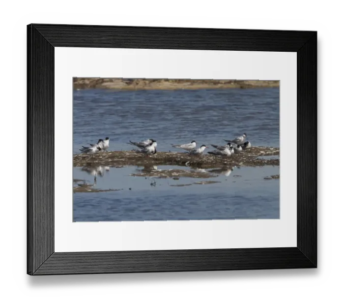 Framed Print : Group of Common Terns, some adult with red bills and mostlt juveniles. Havergate Marsh Suffolk