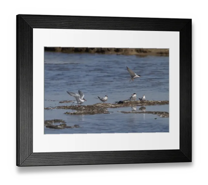 Framed Print : Group of adult Common Terns on Havergate Marsh Suffolk Framed Print : Group of adult Common Terns on Havergate Marsh Suffolk