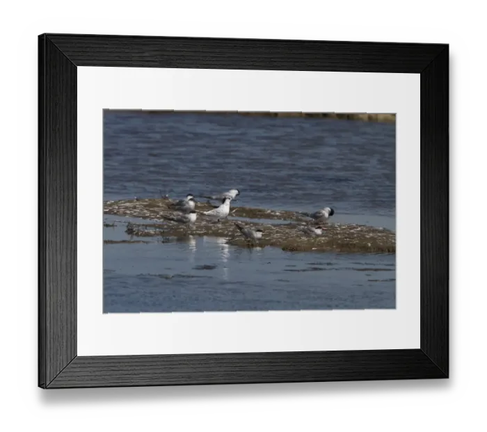 Framed Print : One Sandwich Tern with a group of adult Common Terns. Havergate Island Marsh, Suffolk Framed Print : One Sandwich Tern with a group of adult Common Terns. Havergate Island Marsh, Suffolk