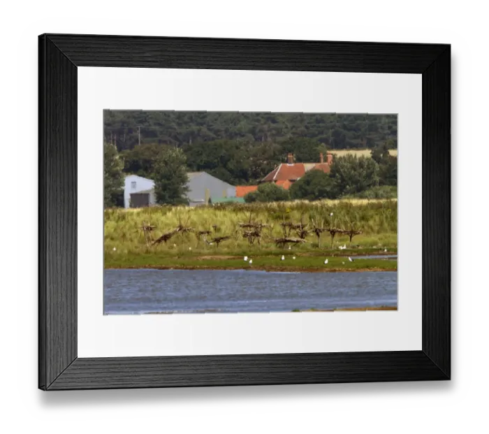 Framed Print : Artificial nesting platforms for Spoonbills on Havergate Island Marsh Suffolk Framed Print : Artificial nesting platforms for Spoonbills on Havergate Island Marsh Suffolk