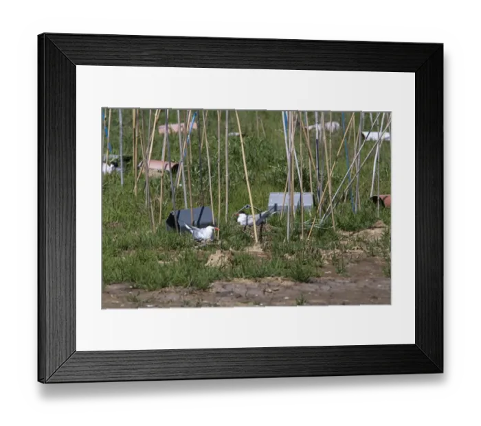 Framed Print : Artificial nesting shelters and bamboo polls which stop predatory birds from taking the eggs Framed Print : Artificial nesting shelters and bamboo polls which stop predatory birds from taking the eggs