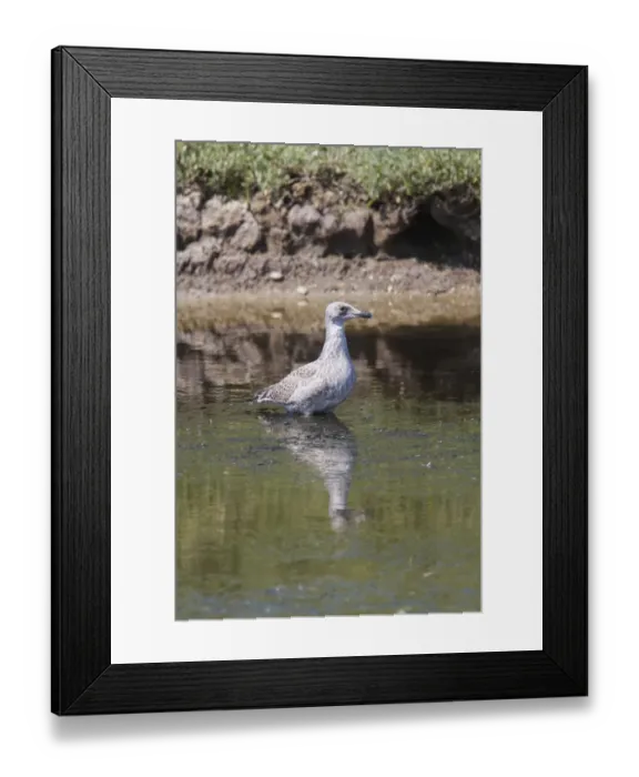 Framed Print : 1st year Juvenile Lesser Black Backed Gull. Havergate Island Suffolk Framed Print : 1st year Juvenile Lesser Black Backed Gull. Havergate Island Suffolk