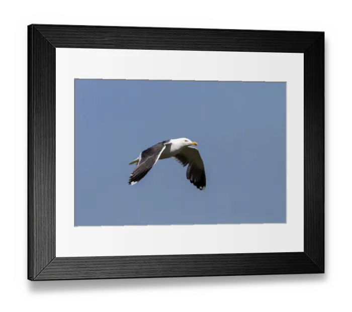 Framed Print : Brown Long-eared Bat (Plecotus auritus) adult, in flight, Sussex, England Framed Print : Brown Long-eared Bat (Plecotus auritus) adult, in flight, Sussex, England