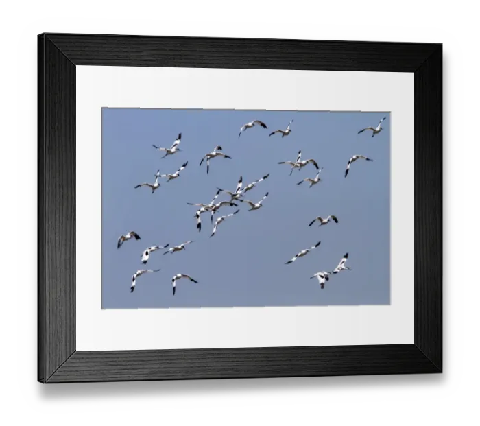 Framed Print : Flying flock of Avocets - Havergate Marsh Suffolk Framed Print : Flying flock of Avocets - Havergate Marsh Suffolk