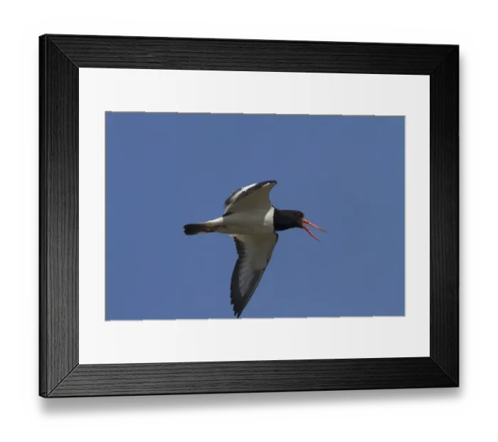 Framed Print : Flying Oystercatcher calling Framed Print : Flying Oystercatcher calling