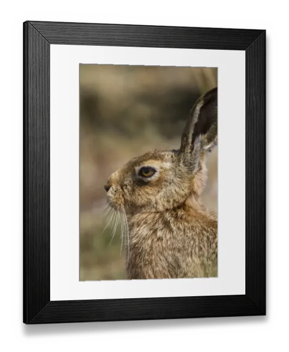Framed Print : Brown Hare Framed Print : Brown Hare