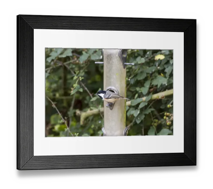 Framed Print : Coal Tit on bird feeder