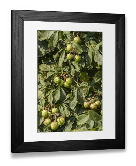 Framed Print : Horse Chestnut leaf and fruit Framed Print : Horse Chestnut leaf and fruit
