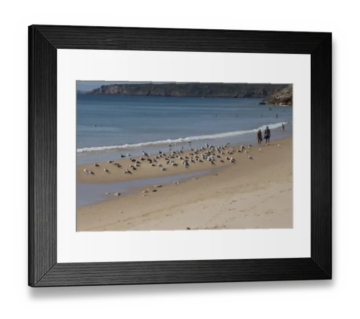 Framed Print : Walking along the beach at Salema, Portugal with a flock of Yellow-legged Gulls