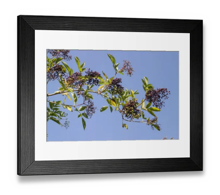 Framed Print : Elder fruit - autumn Framed Print : Elder fruit - autumn