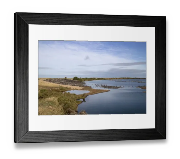Framed Print : Looking from Sanctuary hide at RSPB Snettisham north over Oystercatchers and Greylag Geese