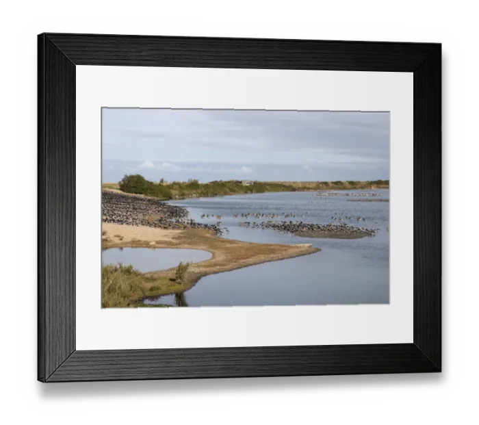 Framed Print : Looking from Sanctuary hide at RSPB Snettisham north towards Shore hide. Oystercatchers and Greylag Geese Framed Print : Looking from Sanctuary hide at RSPB Snettisham north towards Shore hide. Oystercatchers and Greylag Geese