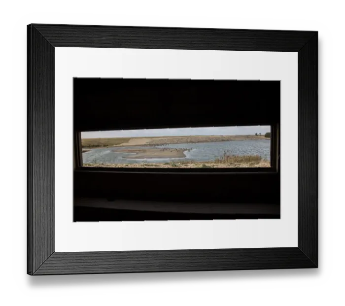 Framed Print : Looking from Roost hide at RSPB Snettisham. Roosting flock of mainly Oystercatchers at the autumn high tide Framed Print : Looking from Roost hide at RSPB Snettisham. Roosting flock of mainly Oystercatchers at the autumn high tide
