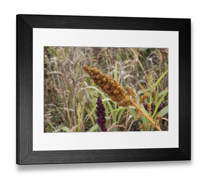 Framed Print : Millet used as a gamebird cover and food Framed Print : Millet used as a gamebird cover and food