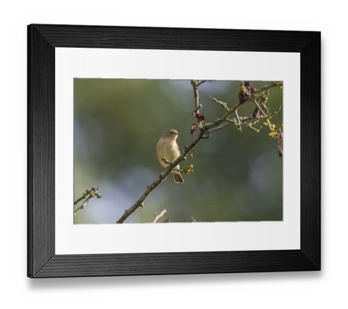 Framed Print : Chiffchaff on hawthorn branch