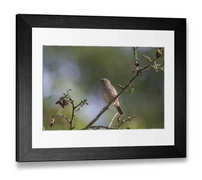 Framed Print : Dunnock on hawthorn tree Framed Print : Dunnock on hawthorn tree