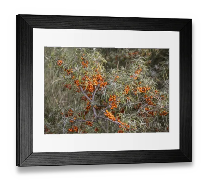 Framed Print : Sea Buckthorn (Hippophae rhamnoides) at Snettisham North West Norfolk Framed Print : Sea Buckthorn (Hippophae rhamnoides) at Snettisham North West Norfolk