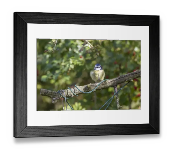Framed Print : Blue Tit on branch with twisted wire Framed Print : Blue Tit on branch with twisted wire