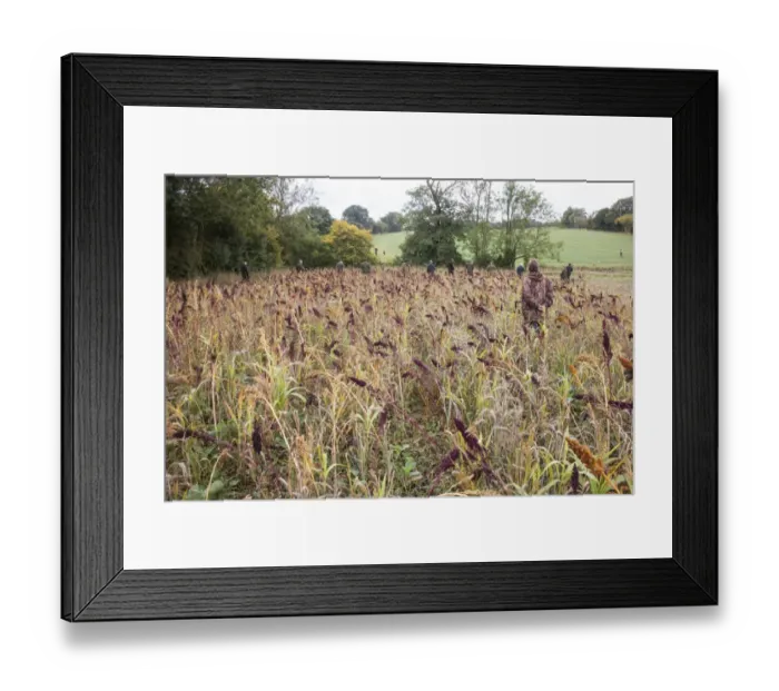 Framed Print : Beaters walking through Millet game crop and cover to flush Pheasants towards the guns Framed Print : Beaters walking through Millet game crop and cover to flush Pheasants towards the guns