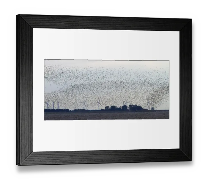 Framed Print : Large flock of wintering Knot fly above their roosting grounds at Snettisham with wind power turbine behind Framed Print : Large flock of wintering Knot fly above their roosting grounds at Snettisham with wind power turbine behind