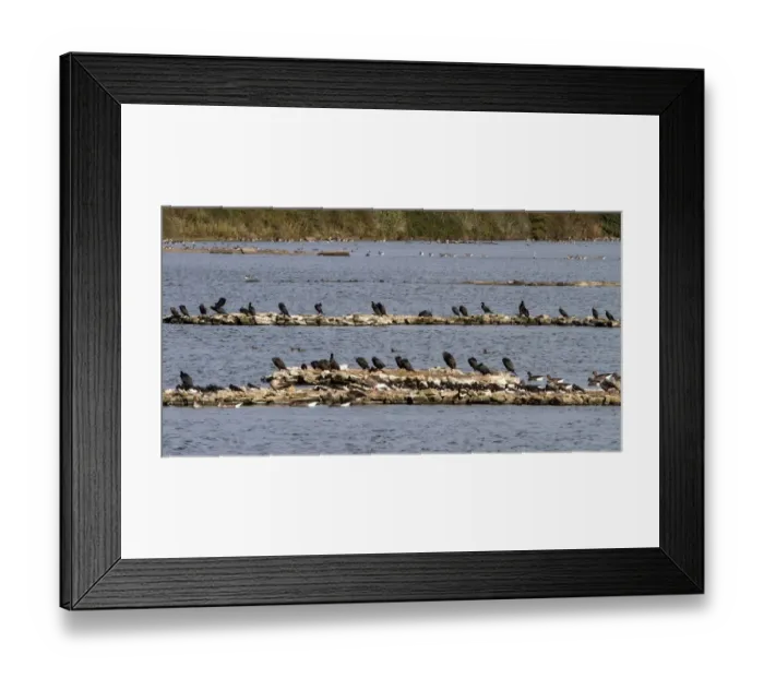 Framed Print : Roosting birds at pit 4 Snettisham Nature reserve. Oystercatchers, Greylag Geese and Cormorants Framed Print : Roosting birds at pit 4 Snettisham Nature reserve. Oystercatchers, Greylag Geese and Cormorants