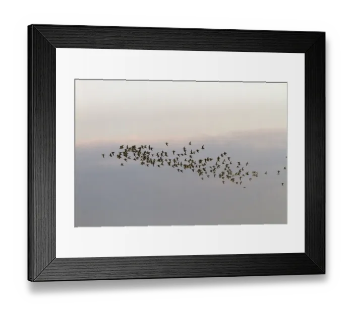 Framed Print : Flock of wintering Red Knot at Snettisham, North Norfolk Framed Print : Flock of wintering Red Knot at Snettisham, North Norfolk