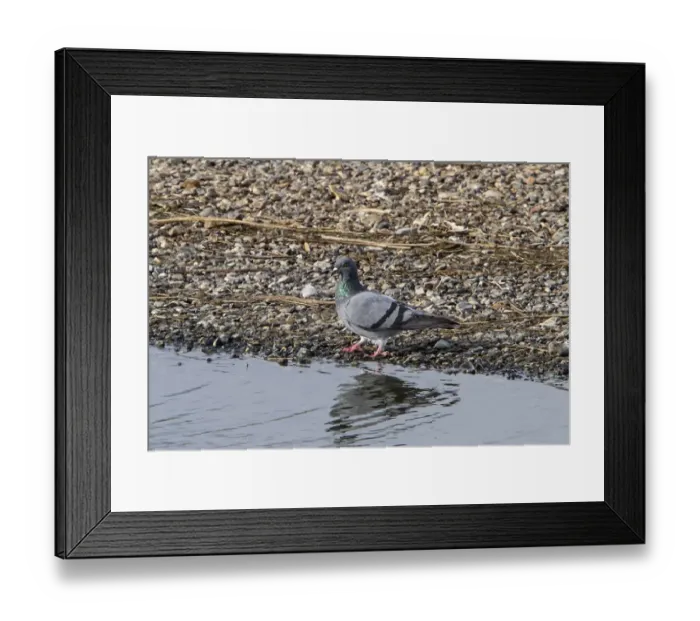 Framed Print : Rock Dove on pebble beach Framed Print : Rock Dove on pebble beach