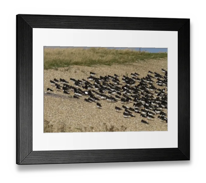 Framed Print : Roosting Oystercatchers at Snettisham, North Norfolk Framed Print : Roosting Oystercatchers at Snettisham, North Norfolk