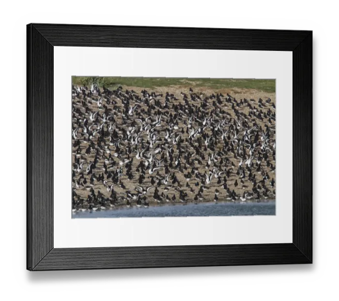 Framed Print : Roosting Oystercatchers at Snettisham wing stretching, North Norfolk Framed Print : Roosting Oystercatchers at Snettisham wing stretching, North Norfolk