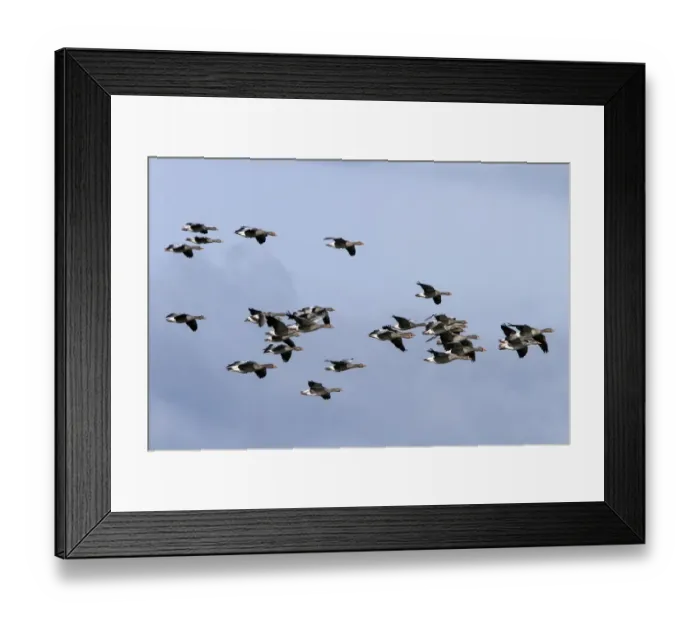 Framed Print : Flock of Greylag Geese flying North Norfolk