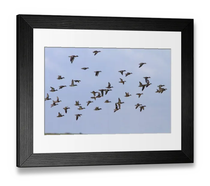 Framed Print : Flock of mainly Teal with a few Wigeon flying, North Norfolk Framed Print : Flock of mainly Teal with a few Wigeon flying, North Norfolk