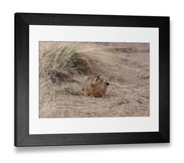 Framed Print : Brown Hare resting in a field Framed Print : Brown Hare resting in a field