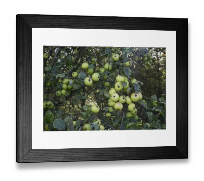 Framed Print : Crab Apples growing in a hedgerow Framed Print : Crab Apples growing in a hedgerow