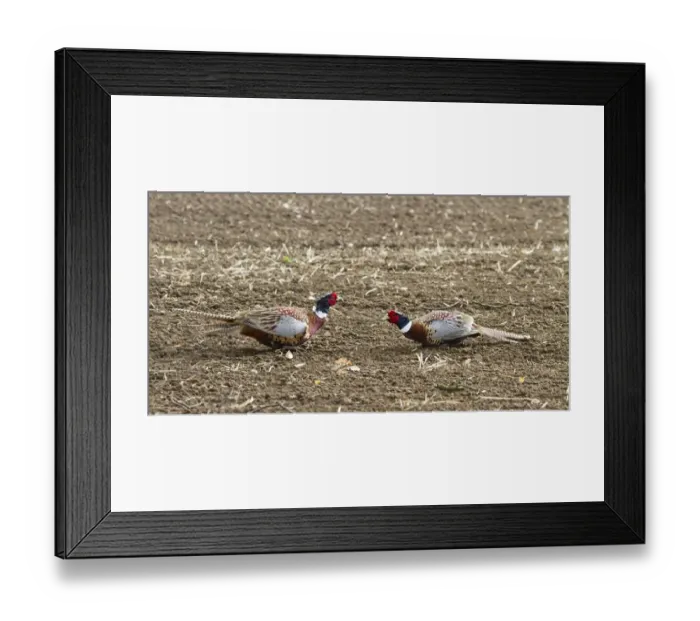 Framed Print : Two male Common Pheasants sparing