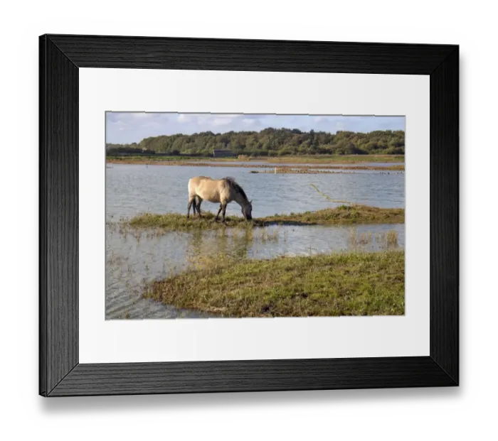 Framed Print : Konik Ponies are used as part of the reserves management program at RSPB Minsmere they help keep vegetation under Framed Print : Konik Ponies are used as part of the reserves management program at RSPB Minsmere they help keep vegetation under